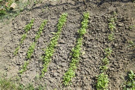 Cultivando Perejil En El Jard N Los Tallos Y Las Hojas De La Planta De