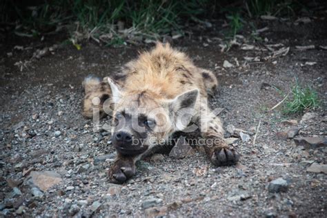 Spotted Hyena Stock Photo | Royalty-Free | FreeImages