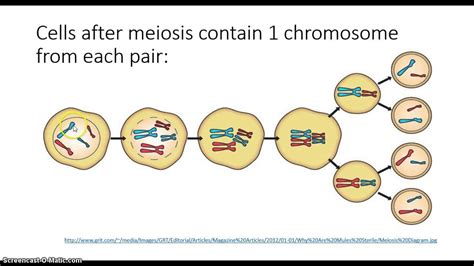 Sex Meiosis Youtube