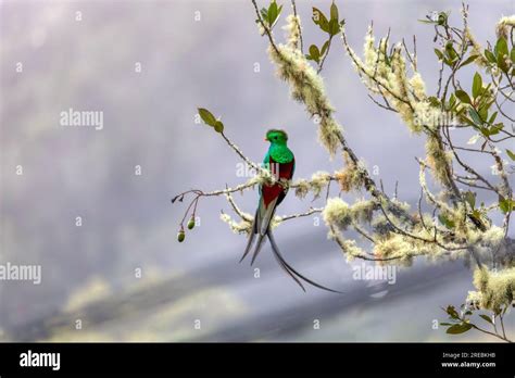 Resplendent Quetzal Pharomachrus Mocinno Guatemalan National Bird