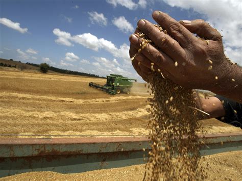 Low-gluten wheat that could be eaten by coeliacs produced by gene