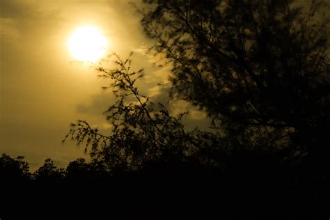 Gambar Bulan Pohon Hitam Gelap Langit Fenomena Atmosfer Cabang