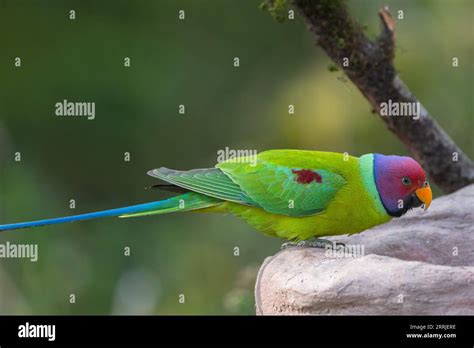 Birds Of Uttarakhand Stock Photo Alamy