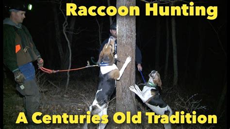 An Old Tradition Of Raccoon Hunting With Walkers Youtube