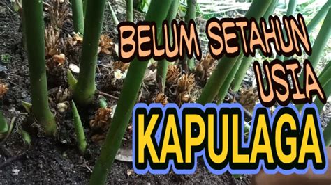 Budidaya Kapulaga Tanaman Kapulaga Tumbuh Subur Belum Setahun Kapulaga