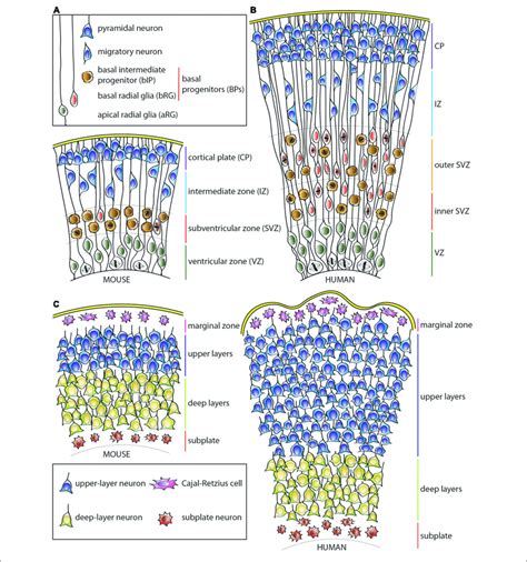 Schematic Representation Of The Developing Neocortical Wall In Mouse