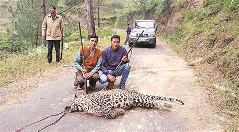 Man Eater Leopard Shot In Uttarakhand India News The Indian Express