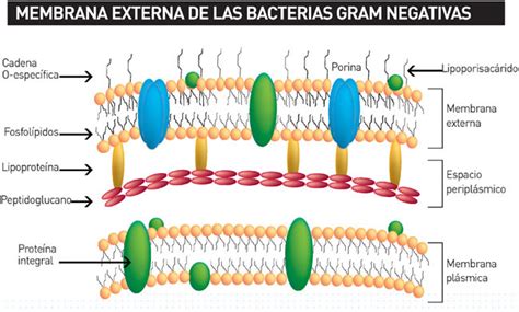 Morfología Bacteriana Estructura De La Pared Celular De Las Bacterias Gramnegativas