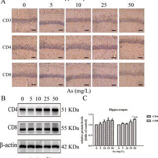 Effects Of Arsenic Exposure On The Cd T Lymphocyte Subpopulations In