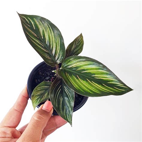 Calathea Beauty Star Mm The Jungle Collective