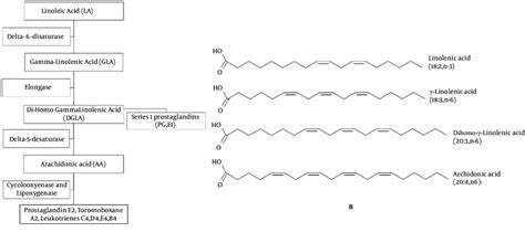 A Metabolism Of γ Linolenic Acid And B Essential Fatty Acids Of The