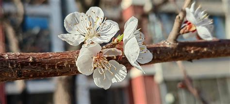 杏：大庆市让胡路区奋斗街道 自然游憩