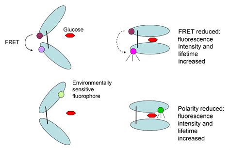 Figure 1 From Fluorescence Intensity And Lifetime Based Glucose