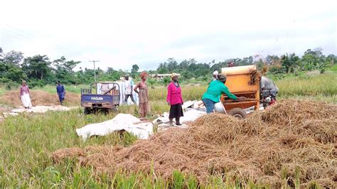 Improving Livelihoods With Game Changing Rice Harvesting Technology