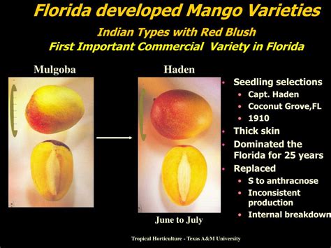 Ppt Mango Powerpoint Presentation Free Download Id 1272454