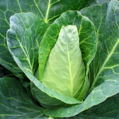 Cabbage Caraflex F1 Organic Harris Seeds