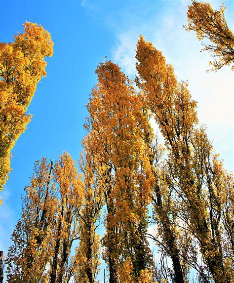 Free Photo Poplar Trees Trees Yellow Poplar Tall Autumn Season