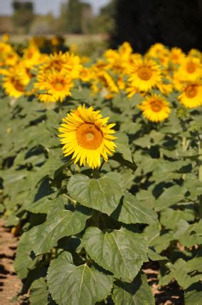 Sunflowers in France -both useful and beautiful to look at France ...