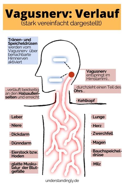 Der Vagusnerv Ist Der Gr Te Nerv Des Parasympathischen Nervensystems