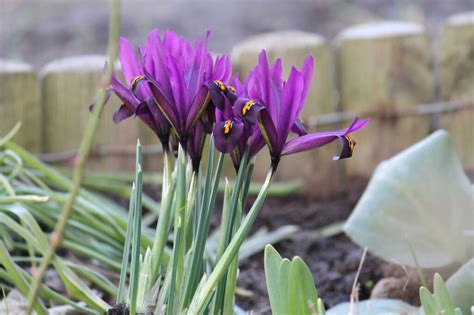 Ирис сетчатый (Iris reticulata, =Иридодиктиум сетчатый) | BOTSAD.BY