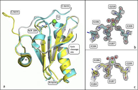 Impact Of N K Mutation On The Overall Fold Of Gelsolin G Domain A