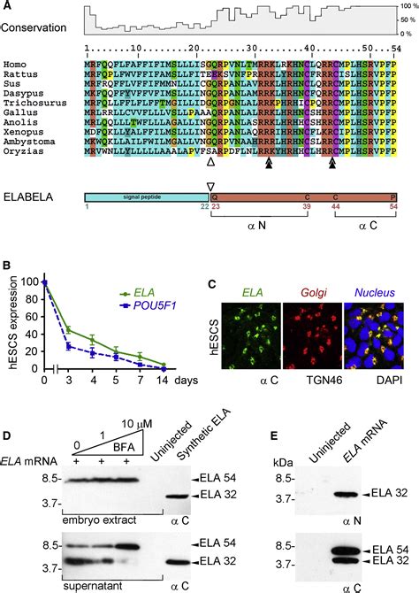 ELABELA A Hormone Essential For Heart Development Signals Via The