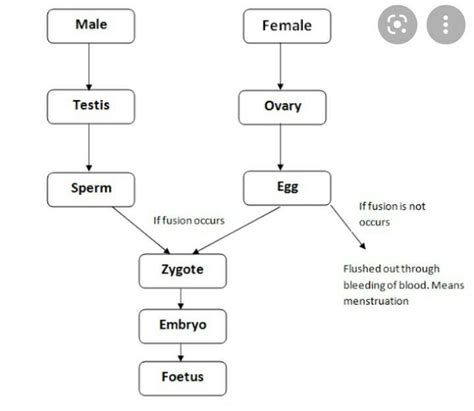 Fertilization Flow Chart