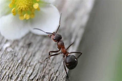 4 astuces naturelles anti fourmis à fabriquer à la maison