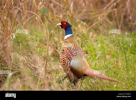 Male Ring Necked Pheasant Walking Through Native Warm Season Grasses