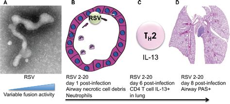 Figure 1 From The Impact Of Viral Genotype On Pathogenesis And Disease