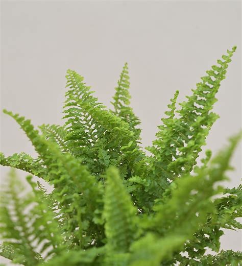 Buy Fern Morpankhi Natural Plant In White Self Watering Plastic Pot By