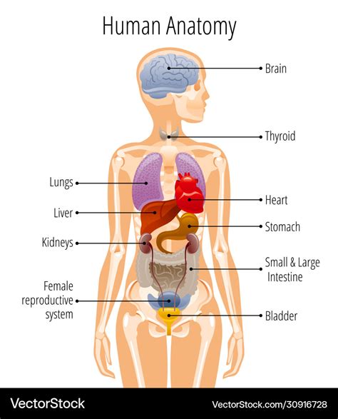 Human body anatomy woman internal organ Royalty Free Vector