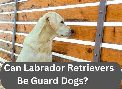 Can Labrador Retrievers Be Guard Dogs Briefly Explained Animal Pedias