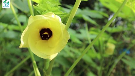 Ladies Fingersokrabhindi Flower Blooming Timelapse Canon M50