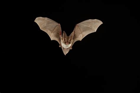 Bats: Dangerous Blind Blood-Suckers or Helpful, Biological Pest Control