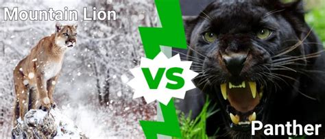 Panther vs Mountain Lion: What Are the Differences? - A-Z Animals