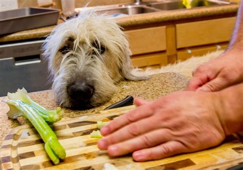 Los Perros Pueden Comer Apio Descubre Si Es Seguro Para Ellos