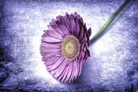 Pink Gerbera Daisy Photograph By Garry Gay Fine Art America