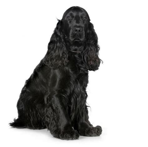 Free Black Spaniel Cliparts, Download Free Black Spaniel Cliparts png images, Free ClipArts on ...