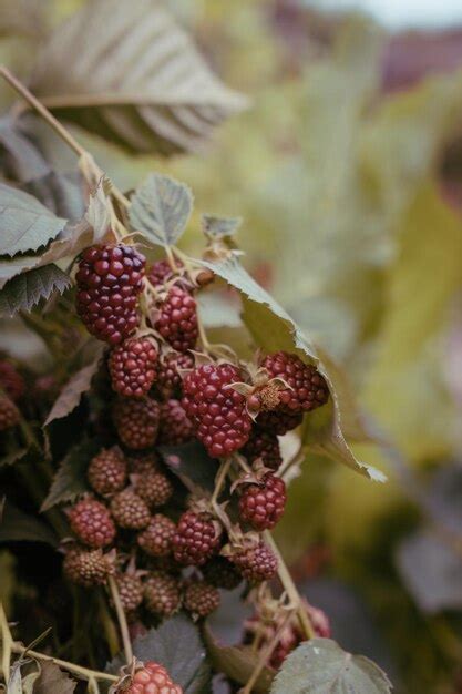 Premium Photo | Raspberry bush