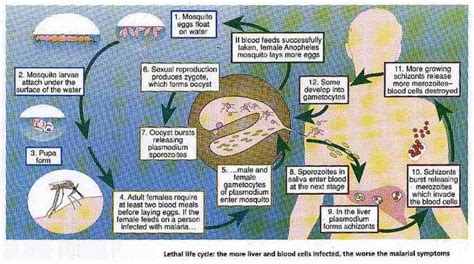 Tropical diseases | New Scientist