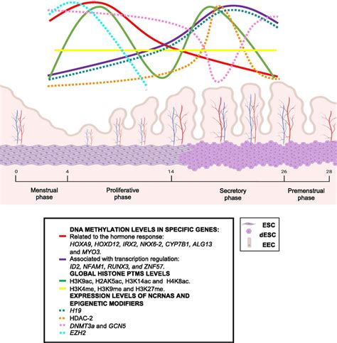 Epigenetics Changes In The Endometrium Throughout The Menstrual Cycle