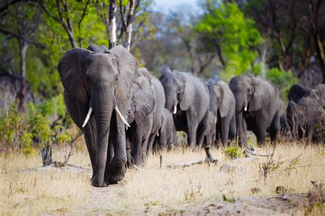 Zimbabwe National Parks - Our Guide to 8 Great National Parks