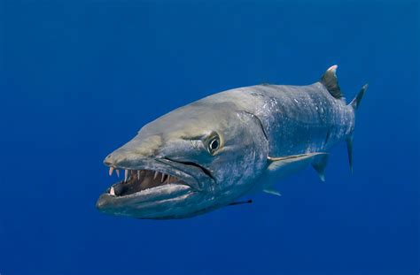 barracuda fish bite   catch great barracuda tips  fishing