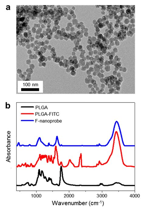 A TEM Image Of F Nanoprobes B FTIR Spectra Of PLGA Black