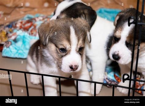 Can Puppies See At 3 Weeks Old