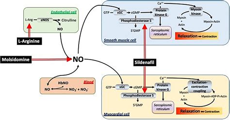 Nitric Oxide Cgmp Pathway Nbkomputer