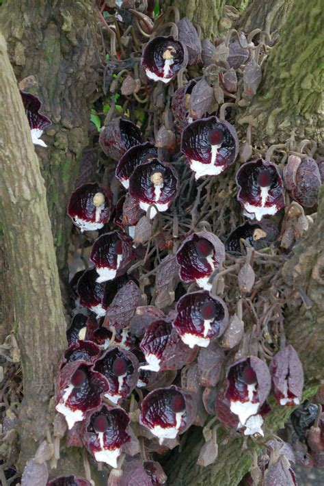 Aristolochia Arborea Flowers Central America Mushroom Gna Flickr