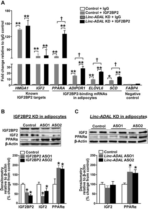 Interrogation Of Nonconserved Human Adipose LincRNAs Identifies A