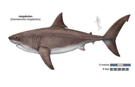 Megalodon Shark Size Chart